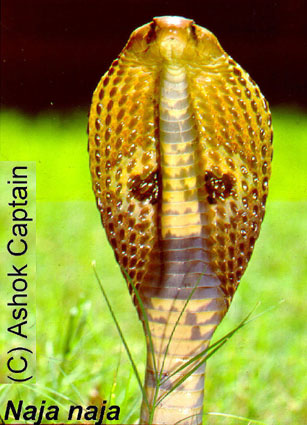 Naja naja - Binocellate Cobra