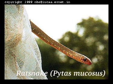 Ratsnake - Non-poisonous