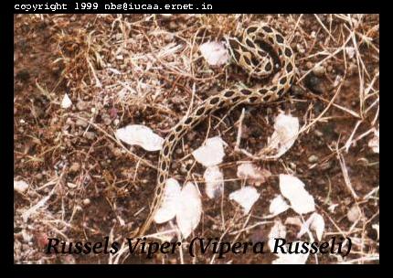 Vipera russelli - Russell's Viper