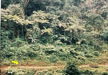 Forest vegetation